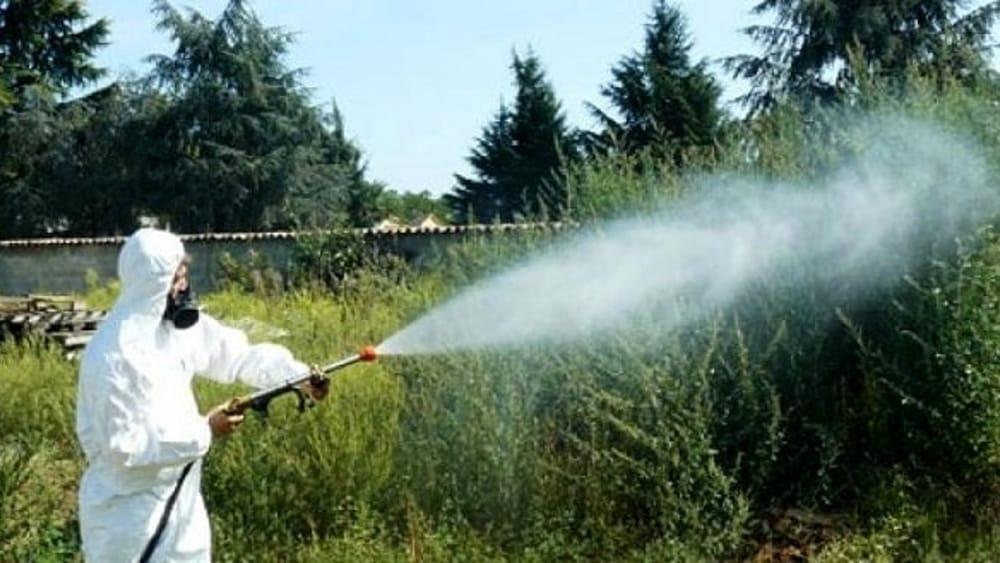 AUSL riferisce il caso Dengge, viene lanciato un Dendestvente.Virus tropicale creato con zanzare e i...